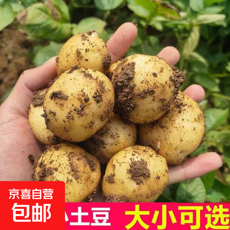 东东买菜新鲜黄心土豆农家自种黄皮马铃薯黄心洋芋新鲜蔬菜 黄皮黄心土豆 2斤 净重 中大果