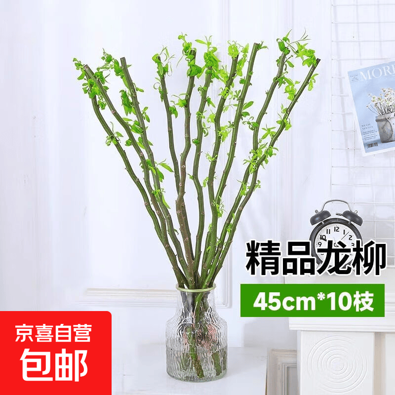 粗龙柳鲜枝水养落地摆放室内客厅水培植物盆栽四季好养植物好成活 精选龙柳45厘米高（泡水长叶）10枝