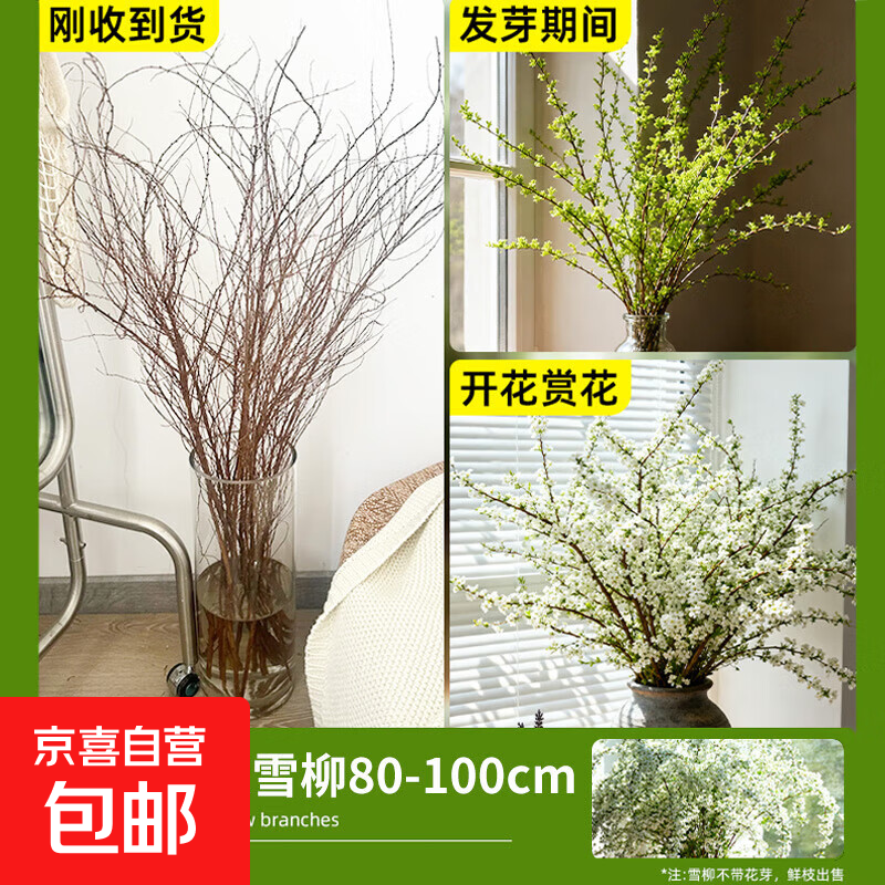 鲜枝雪柳带花苞干支水养水培花卉绿植物室内插花装饰鲜支枯木逢春 10枝当季雪柳鲜枝80-100cm+营养液