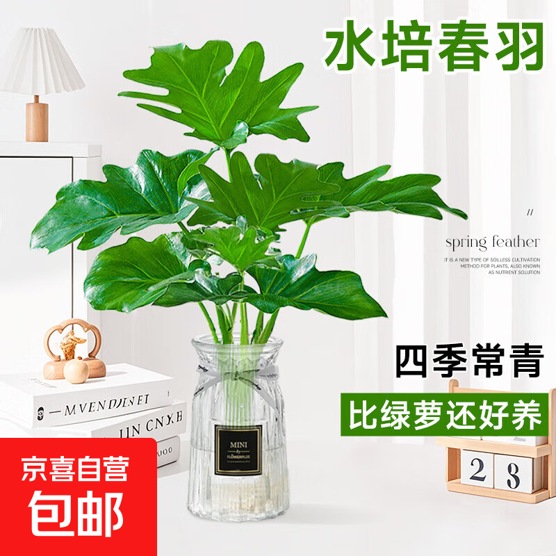 春羽盆栽水培植物客厅办公室内桌面好养小绿植水养春雨吸甲醛植物 春羽15-20cm【1棵】+营养液