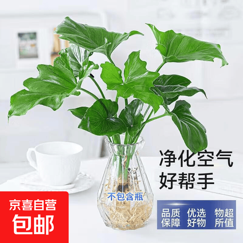 年宵花富贵竹龙鳞春羽水培植物春节过年装饰绿萝盆栽花卉绿植年货 精品春羽20-25cm【2棵】送营养液