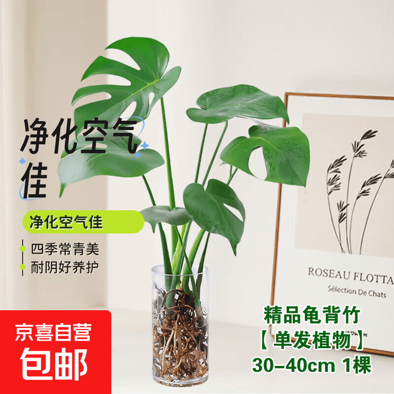年宵花富贵竹龙鳞春羽水培植物春节过年装饰绿萝盆栽花卉绿植年货 精品龟背竹30-40cm【1棵】送营养液