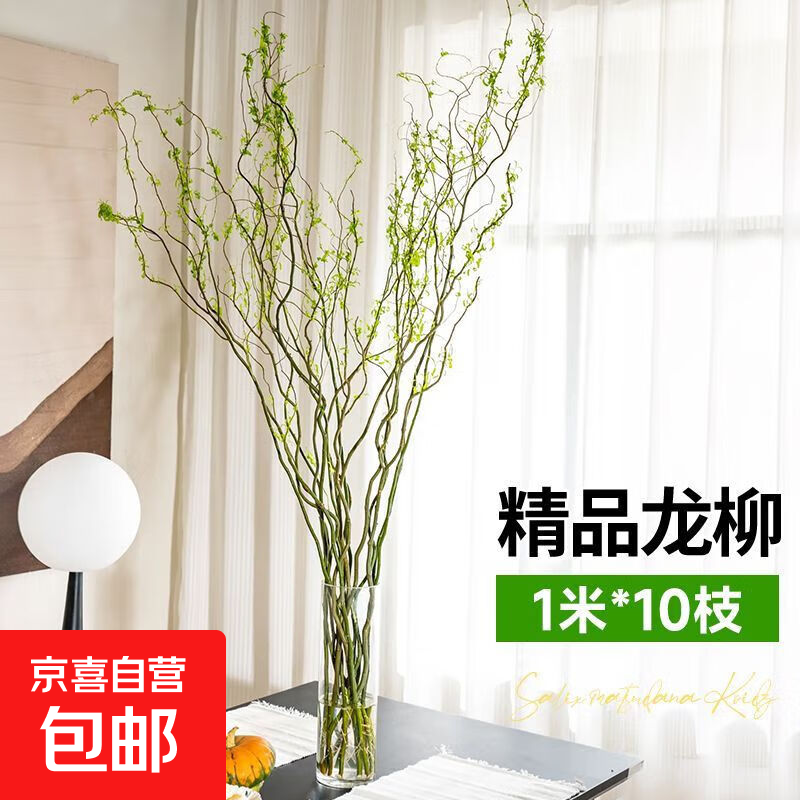 粗龙柳鲜枝水养落地摆放室内客厅水培植物盆栽四季好养植物好成活 精选龙柳1米高（泡水长叶）10枝