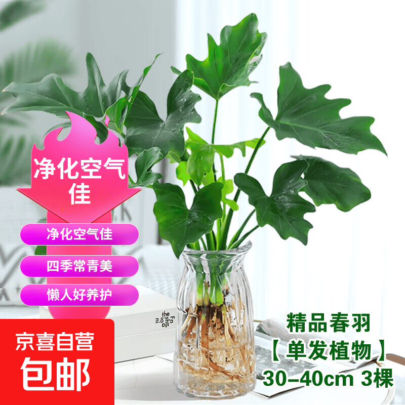 年宵花富贵竹龙鳞春羽水培植物春节过年装饰绿萝盆栽花卉绿植年货 精品春羽30-40cm【3棵】送营养液