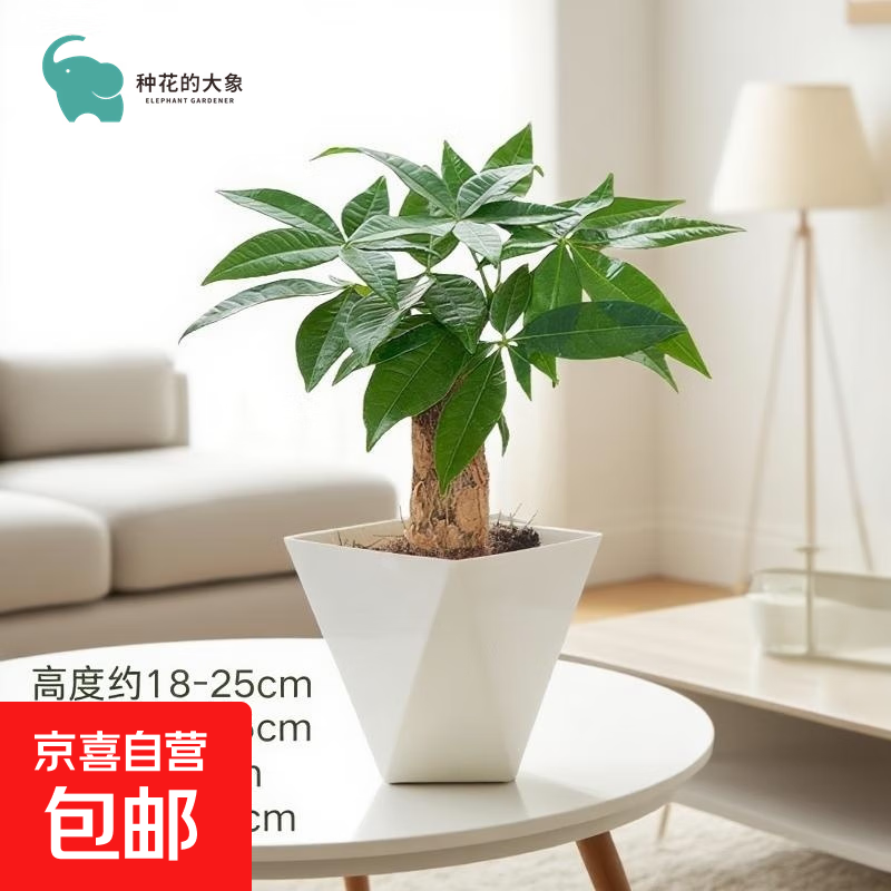 年宵花发财树盆栽春节过年绿植装饰客厅摆件懒人好养花卉植物年货 单杆发财树+方韵树脂套盆