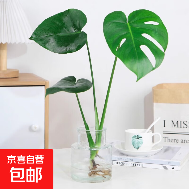 龙鳞春羽水培植物天堂鸟客厅绿萝盆栽花卉室内养绿植富贵竹龟背竹 龟背竹50-60厘米1颗+送营养液 不含托盘