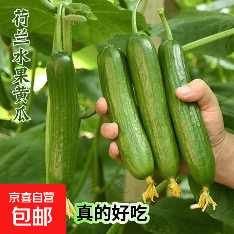 荷兰水果黄瓜4斤 8.99元，沃柑带箱4斤 11.9元，圣女果带箱4斤 11.99元 - 线报酷