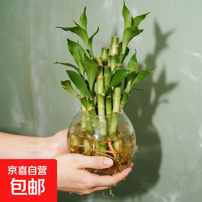 ���㸻����������Ĳ���ˮ��ֲ�����ڿ�������칫�Ҵ�����ֲ 1֧�в�������߶�Լ10-15cm �������� 2.99Ԫ