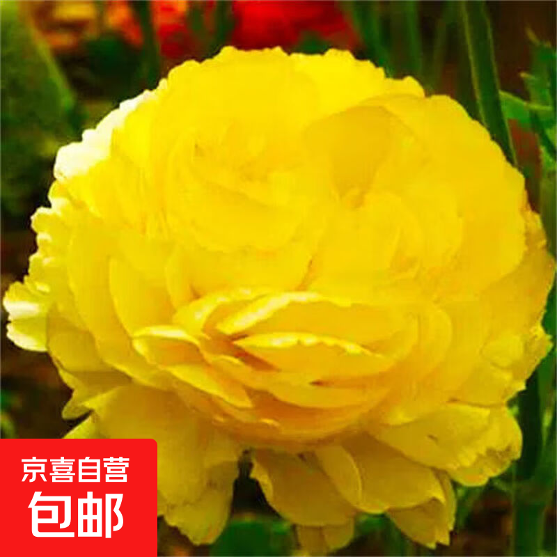 �ذ껨���ѿ�ָ����ļ�������������̨ͥԺֲ�������ͺ����� C12�Żƽ��� ��С����ҩ����-������ 2.9Ԫ