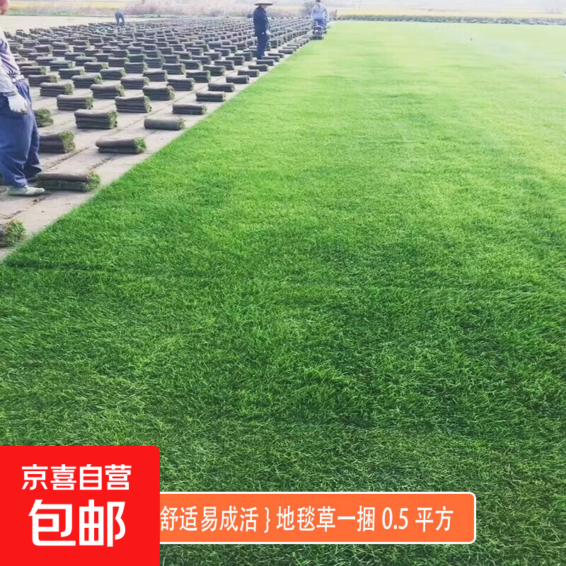 草坪带泥土马尼拉百慕大四季青耐旱免剪易活