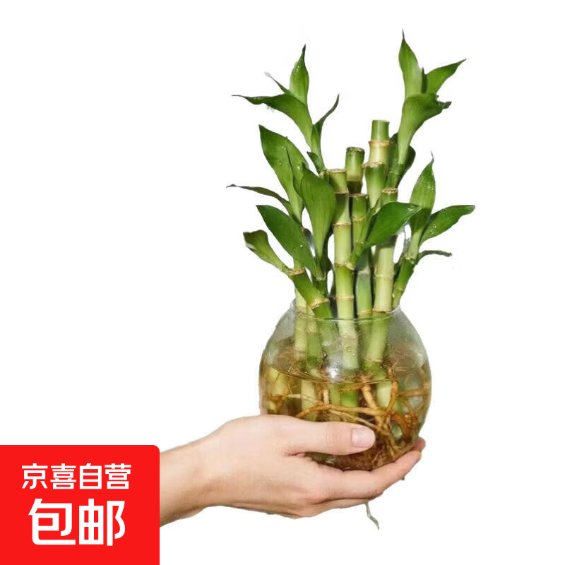 迷你富贵竹观音竹文昌竹水培植物室内客厅桌面办公室带根绿植 6支招财竹整体高度约10-15cm 带根发货