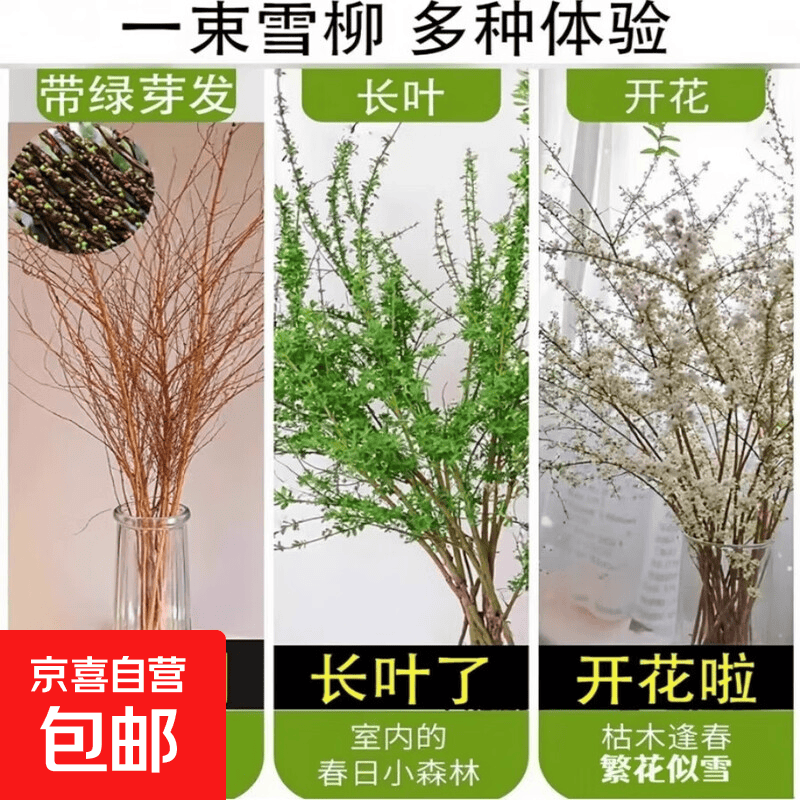 【只卖鲜枝】雪柳鲜枝带花苞干支水养盆栽水培室内植物遇水开花 鲜枝雪柳50支(80-100厘米）催芽液
