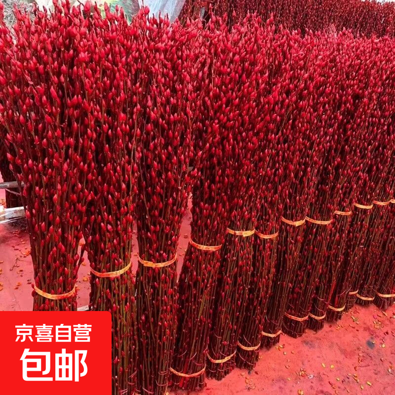 银柳真花鲜枝客厅摆件耐寒年宵花红色干花枝室内招财水培装饰花束 银柳60cm20枝+4灯笼