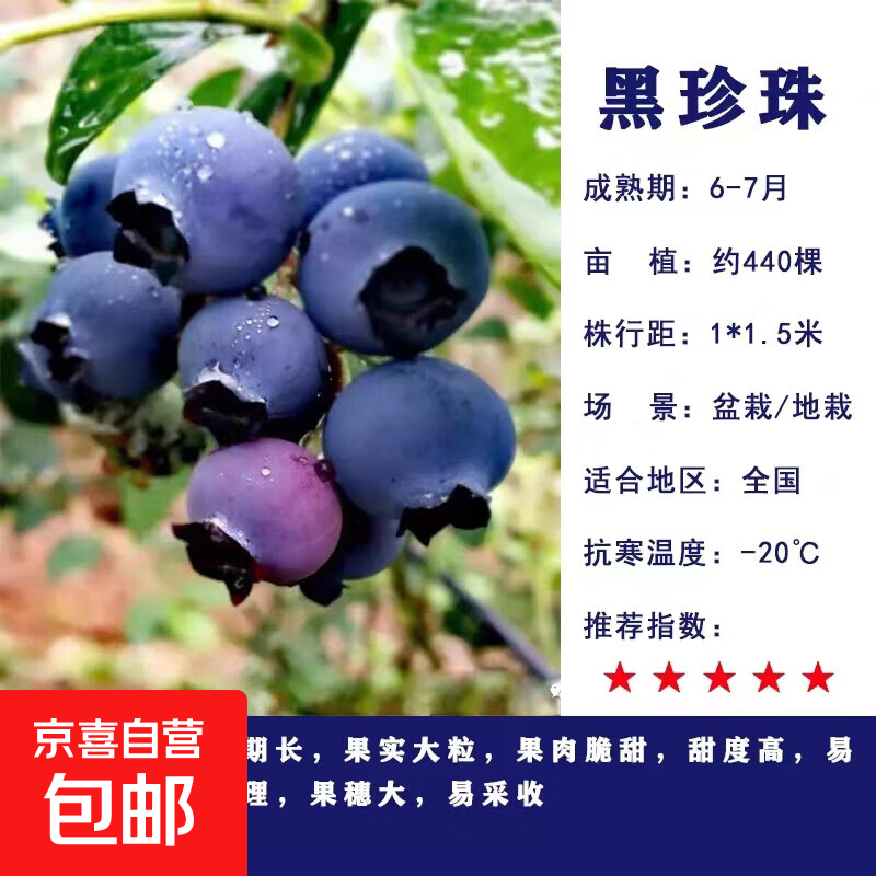 蓝莓树果苗阳台四季盆栽果树苗特大蓝莓苗南北方室外种植当年结果 黑珍珠5年苗【全国种植 当年结果】