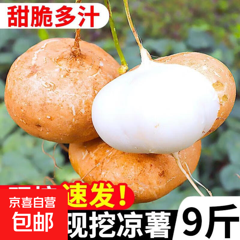 【东东买菜】新鲜现挖凉薯生吃脆甜水果牛奶白地瓜直播间生鲜超市 四川现挖凉薯 2斤含箱