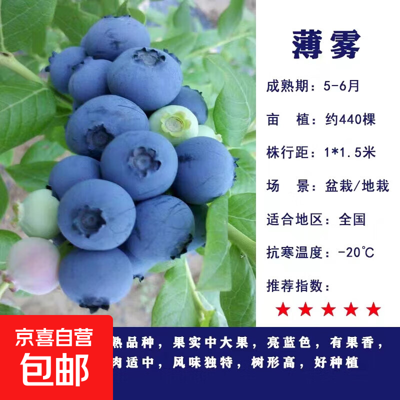 蓝莓树果苗阳台四季盆栽果树苗特大蓝莓苗南北方室外种植当年结果 薄雾5年苗【南方种植 当年结果】