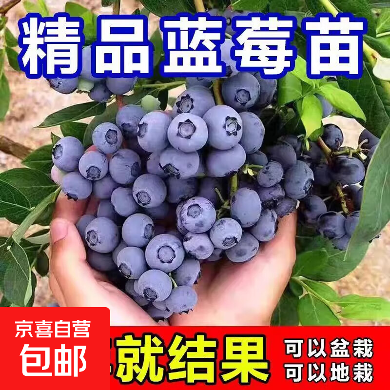 蓝莓树果苗阳台四季盆栽果树苗特大蓝莓苗南北方室外种植当年结果 蓝莓3年小苗 栽植2年结果