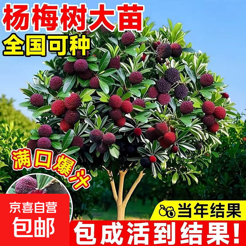 �����ش���÷������������޽�������ˮ����̿�ɾ���÷������ 5���統���������������ַ� ���ɻ