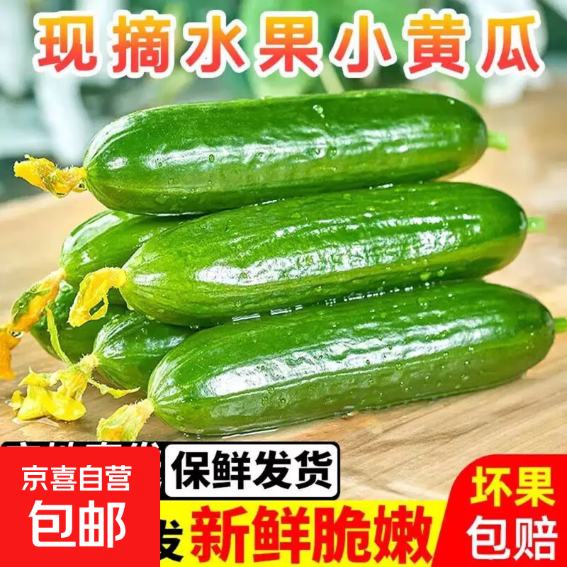 新鲜水果黄瓜现摘现发早餐减肥生吃无刺小黄瓜当季新鲜蔬菜即食 水果黄瓜 2斤 带箱