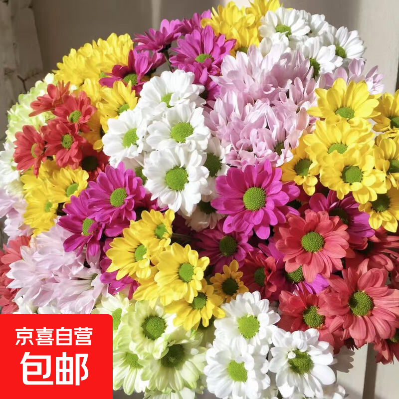 【小雏菊】鲜花水养室内瓶插基地直发切花混色广州新鲜采摘发货 随机混色5支（50公分左右）