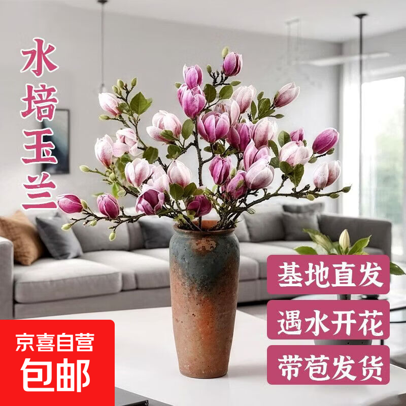 【真玉兰】水培玉兰花干枝带花苞鲜切耐寒好养室内植物紫玉兰 【60-80cm】混色玉兰【花苞发货】 15枝+肥料