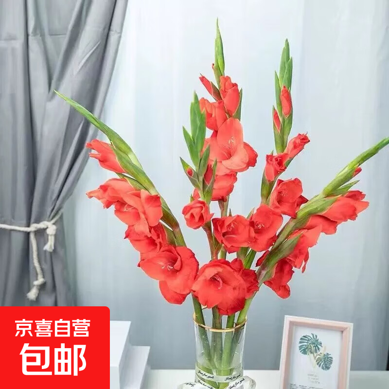 剑兰步步高鲜花水培鲜切花唐菖蒲情人节礼物春节装饰年宵花 剑兰红色5枝（60-65cm)