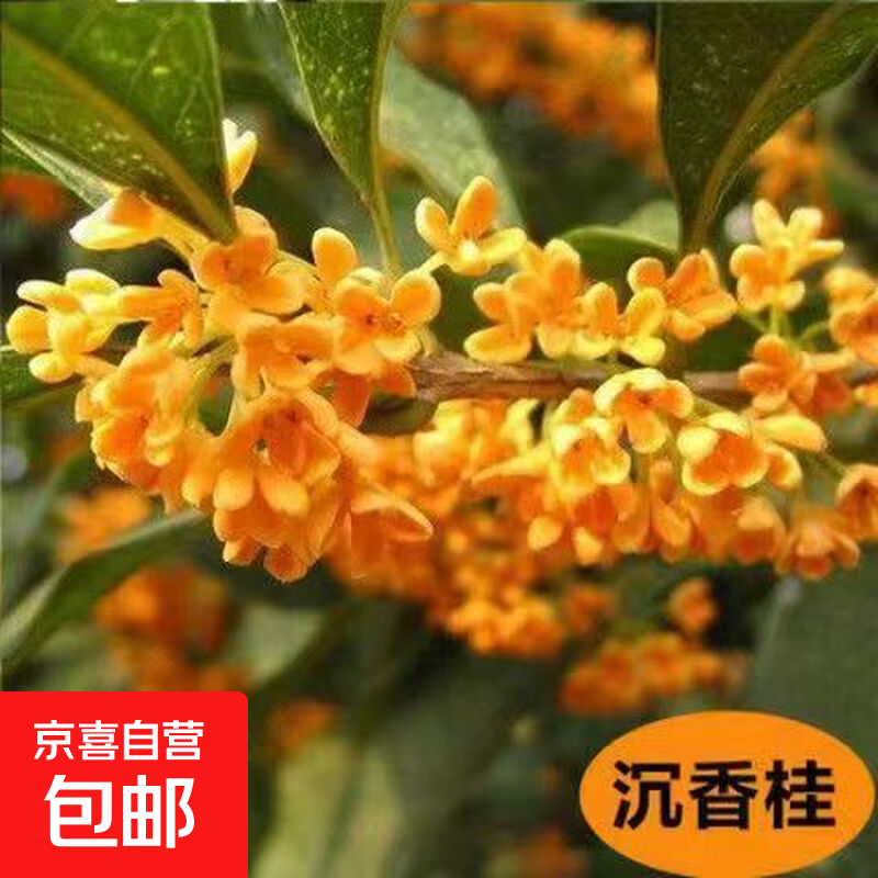 ԭ�������絤����Ѫ���ļ���ͥԺ�����Թ����̻�����Ũ����� ������ 5���ִ֡������ࡿ