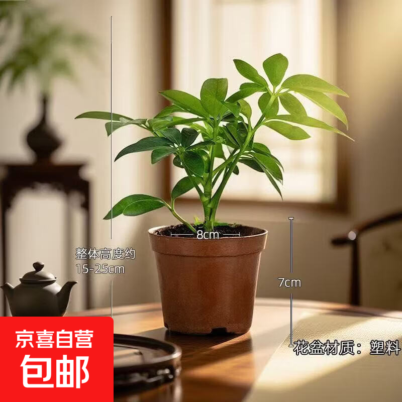 八方来财鸭脚木盆栽办公室内客厅植物七叶莲四季常青精品懒人绿植 鸭脚木（单株）+塑料种植原盆 整体高度约20-25cm盆口径约9cm