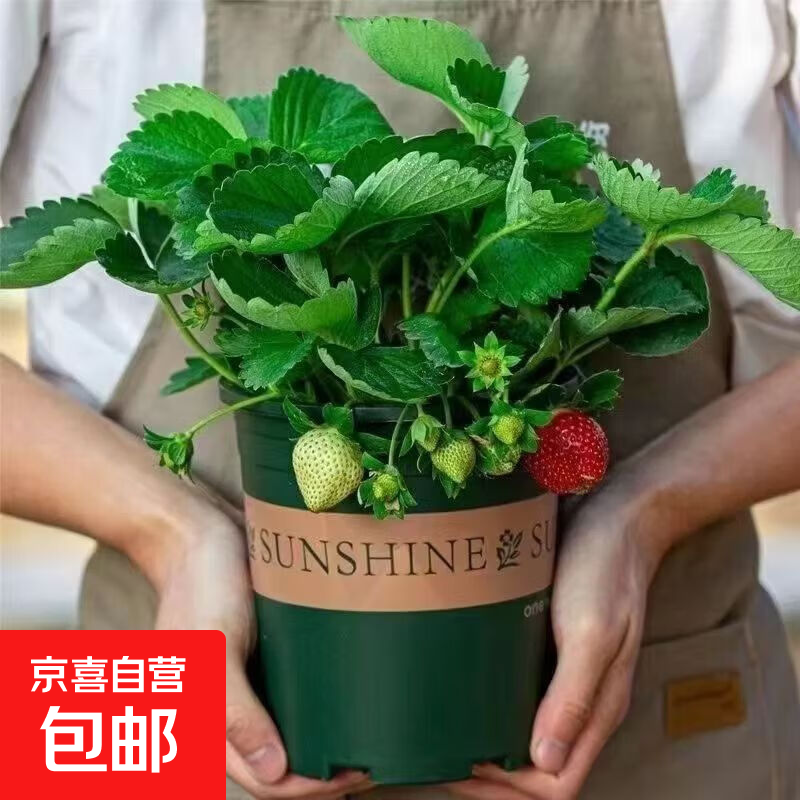草莓苗加仑盆原盆原土南北方栽种室外阳台草莓苗带盆带花带果 越雪妃（带花带果） 1盆（高12cm直径12cm）+底托+肥料