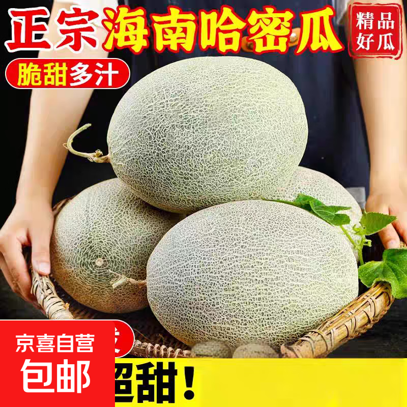 【海南晓蜜】现摘现发海南哈密瓜晓蜜25号脆甜爽口 哈密瓜带箱1.5-2斤