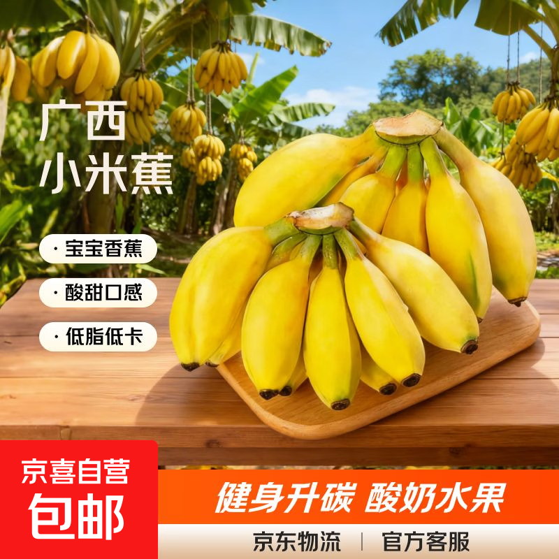 正宗广西小米蕉当季新鲜水果万澄装自然熟小香蕉现摘现发产地直发 【净重3斤】小米蕉