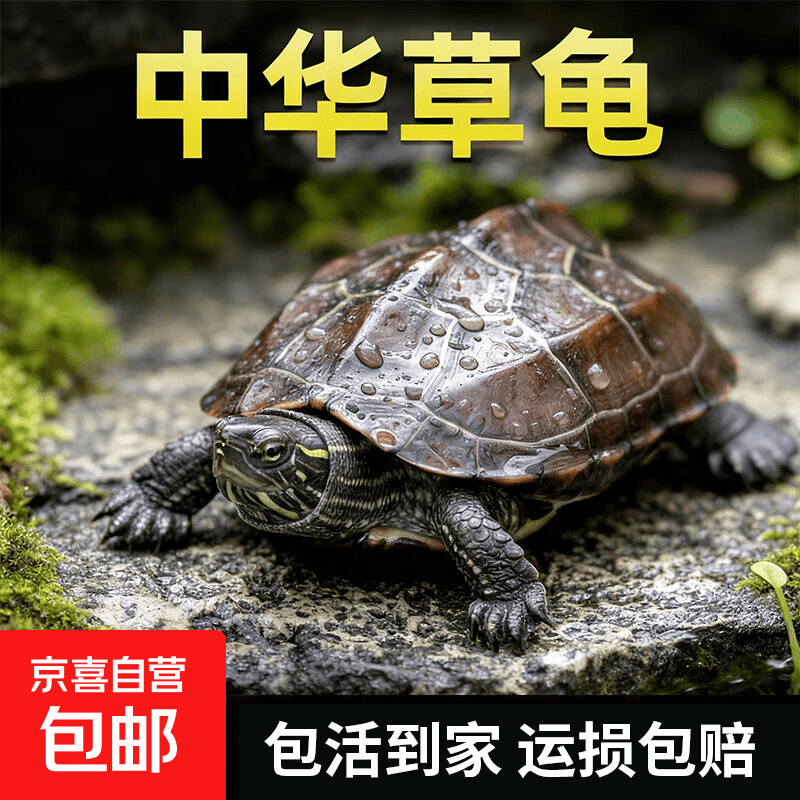 中华草龟外塘金线小乌龟活体观赏龟家养活物宠物水龟长寿墨龟苗子 3-5cm 草龟【2只】
