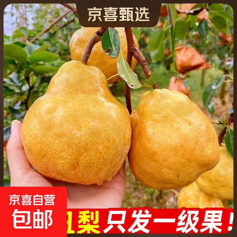 正宗中华丑梨软糯香甜软烟台梨子啤梨新鲜水果访山客1 净重4.5斤中果10-12个
