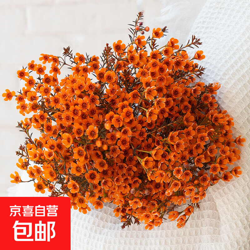 【澳洲腊梅】年宵花鲜切花家用水养插花云南直发鲜花束花期长真花 橙色腊梅1扎（约200g）【吸色】