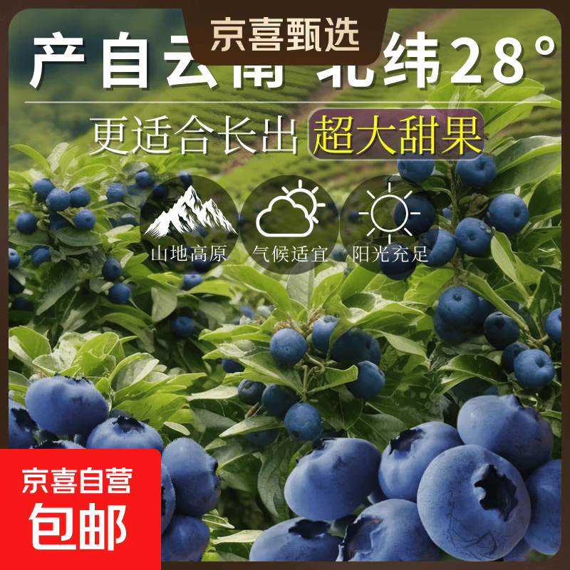 云南花香蓝莓鲜果高山新鲜水果特大果多仓发货京东冷链90-115g/盒 尝鲜1盒装（90g-115g/盒） 特大果18mm