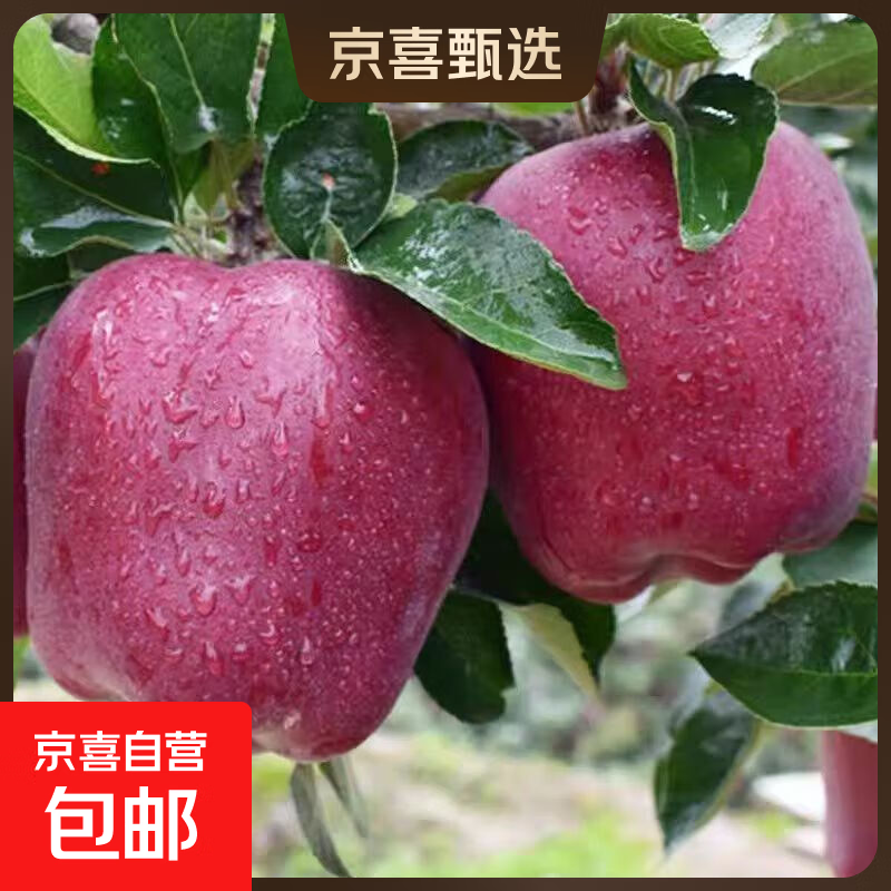 【精选】正宗甘肃花牛苹果新鲜红蛇果脆甜粉糯两吃5斤高档礼盒装 带箱2斤60-70果 脆甜粉糯一果两吃