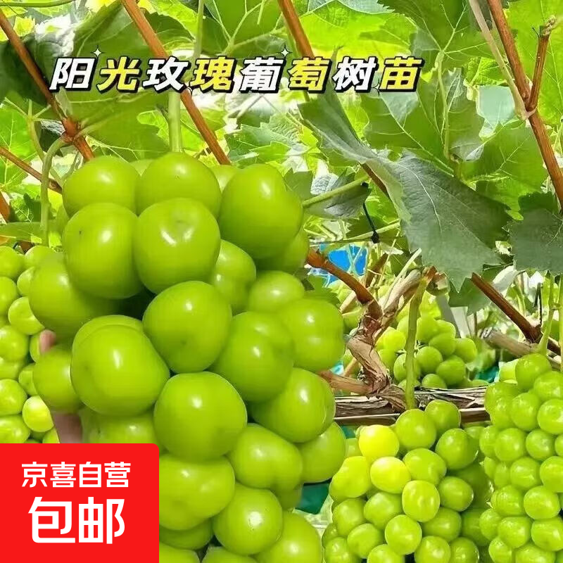 �޷������� 6���� ����õ�� ���ٹ������� �ϱ�����ֲ 1��װ ������ 8.9Ԫ(����ȯ)