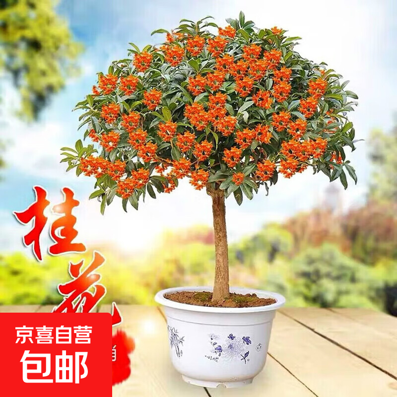 �����������ļ�����ͥԺ�̻�������������Խ�����Ũ���� ���� 8���硾����������