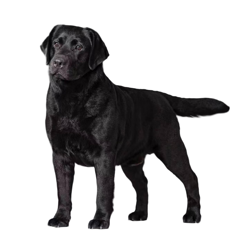 拉布拉多幼犬宠物狗拉布拉多犬狗狗活体拉布拉多狗狗 宠物级 SSS级 母