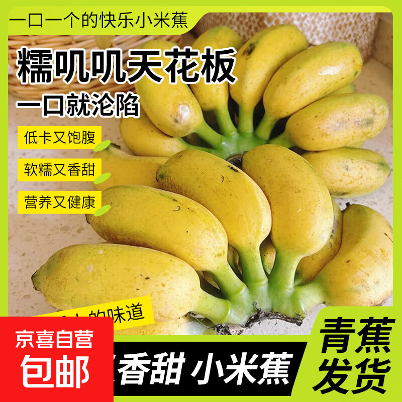 小米蕉广西网红迷你香蕉新鲜水果青蕉发货孕妇宝宝可食丫丫 带箱1斤/400g青蕉发货