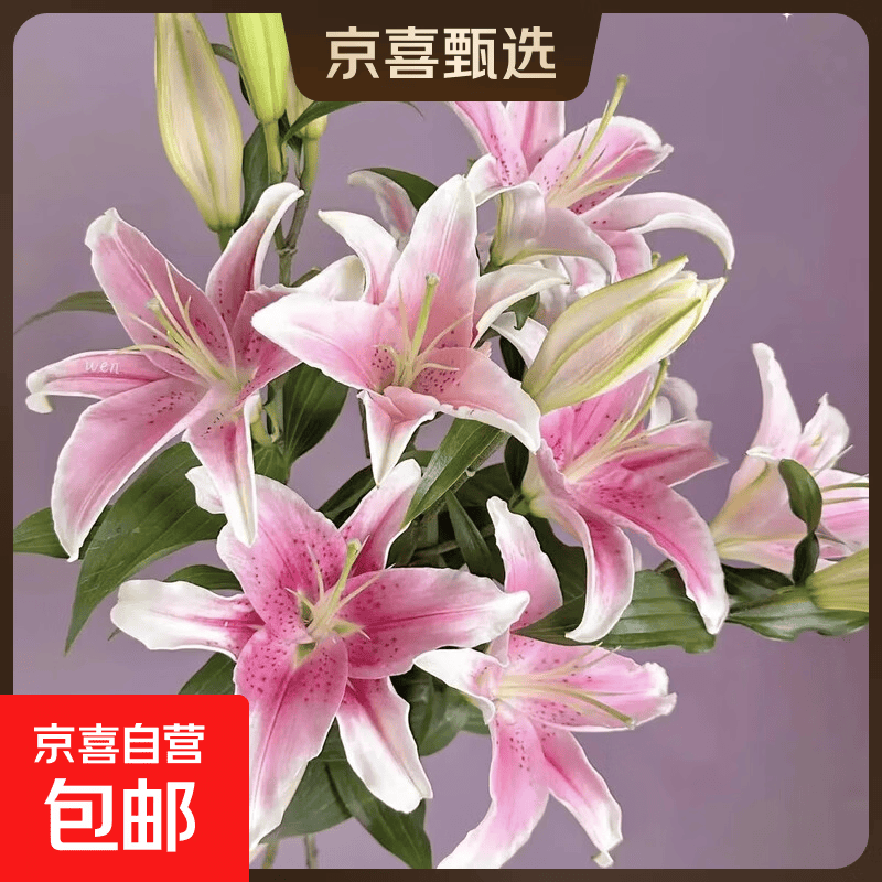 花店同款鲜花混搭情人节礼物春节装饰年宵花 马龙百合9朵