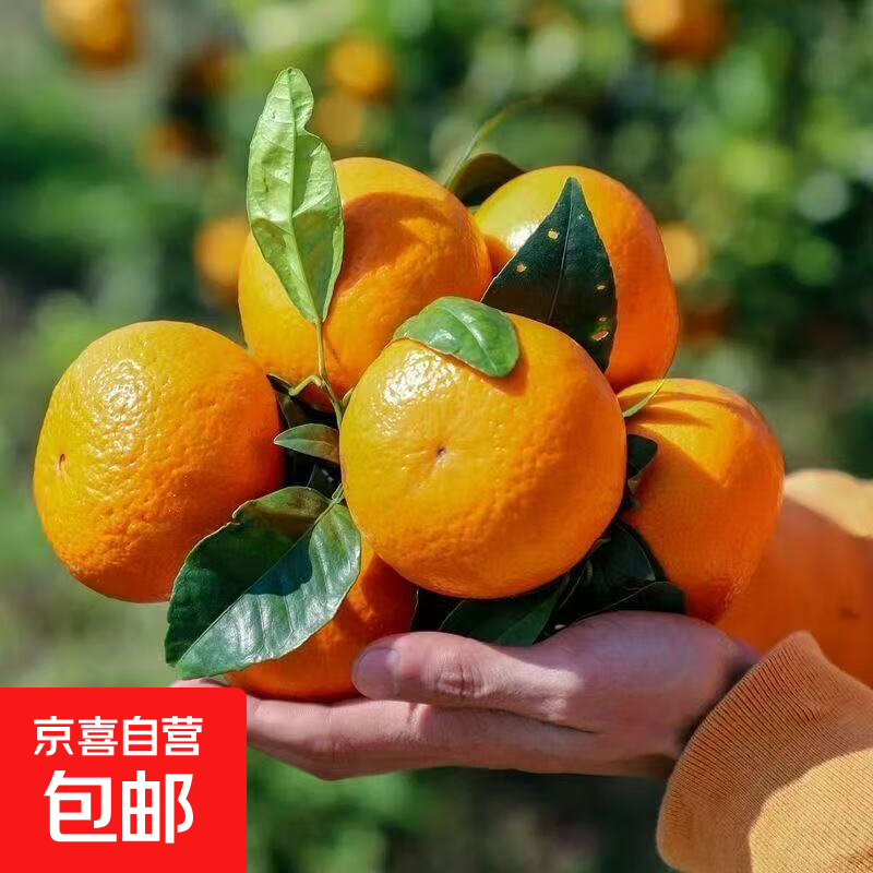 云南正宗沃柑高山头茬新鲜应季花皮薄皮榨汁果橘子 带箱2斤55mm起