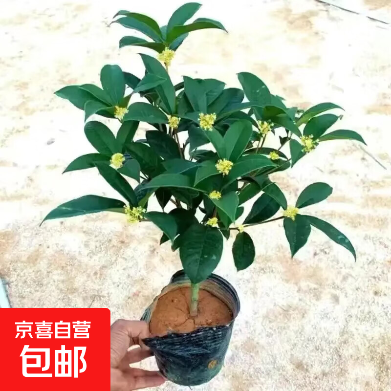 四季桂花盆栽树苗丹金桂浓香型带花苞室内阳台庭院好养花卉绿植物 四季桂_高20-40cm+肥料