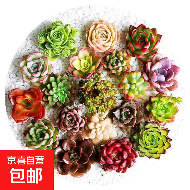 ����ֲ��ä�� 5��Ⱥ����׮������¶������ Ʒ�ֲ��ظ� 4.3Ԫ