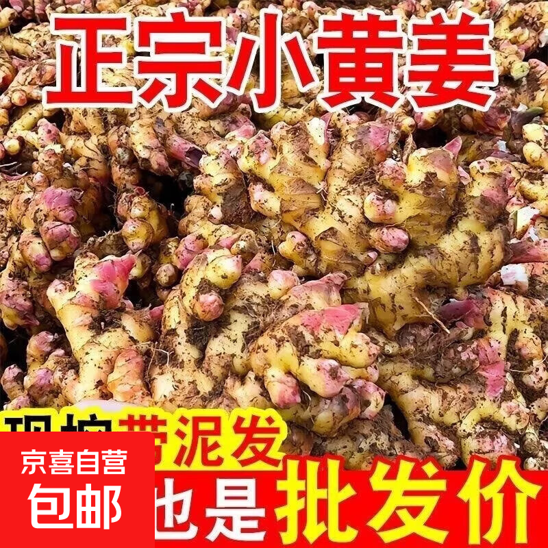 新鲜现挖小黄姜农户自种现挖云南山地小黄姜新鲜嫩姜仔姜批发生姜 2斤带箱