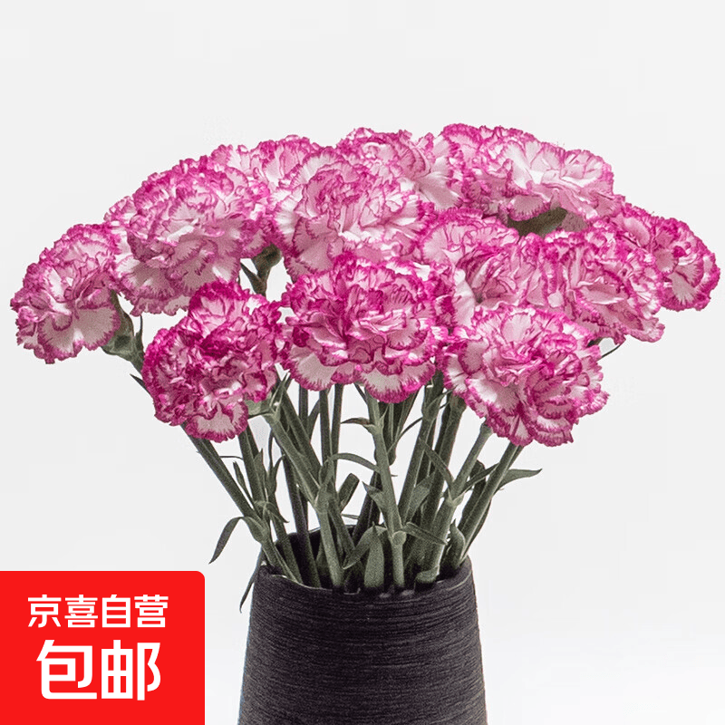 【康乃馨】鲜花云南基地直发38女神妇女节礼物花束多色夕送人3 紫精灵康乃馨10枝（紫边）