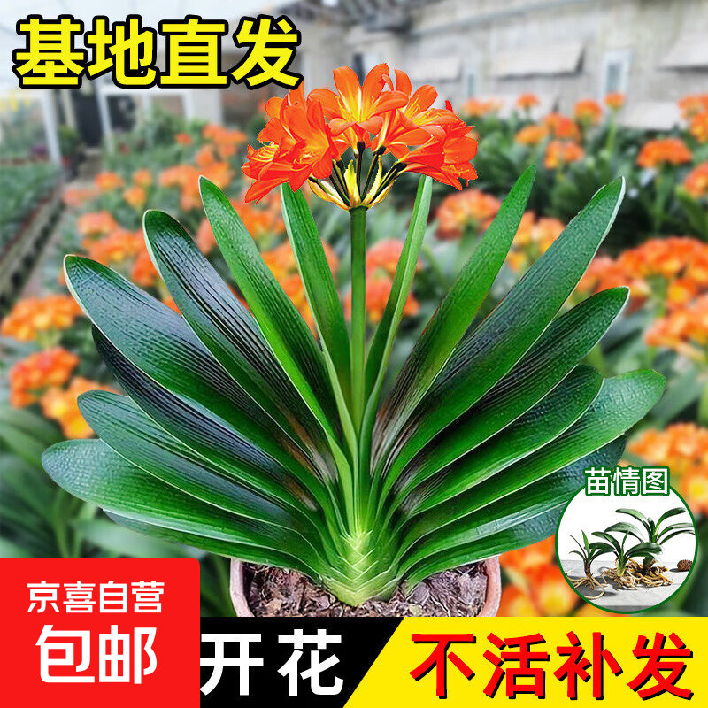 君子兰室内盆栽植物四季好养绿植精品圆头和尚带花苞适合懒人养的 【特价款】5-8片叶子+肥料（不带盆）