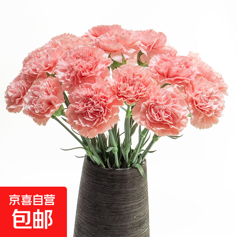 【康乃馨】鲜花云南基地直发38女神妇女节礼物花束多色夕送人3 粉钻康乃馨20枝