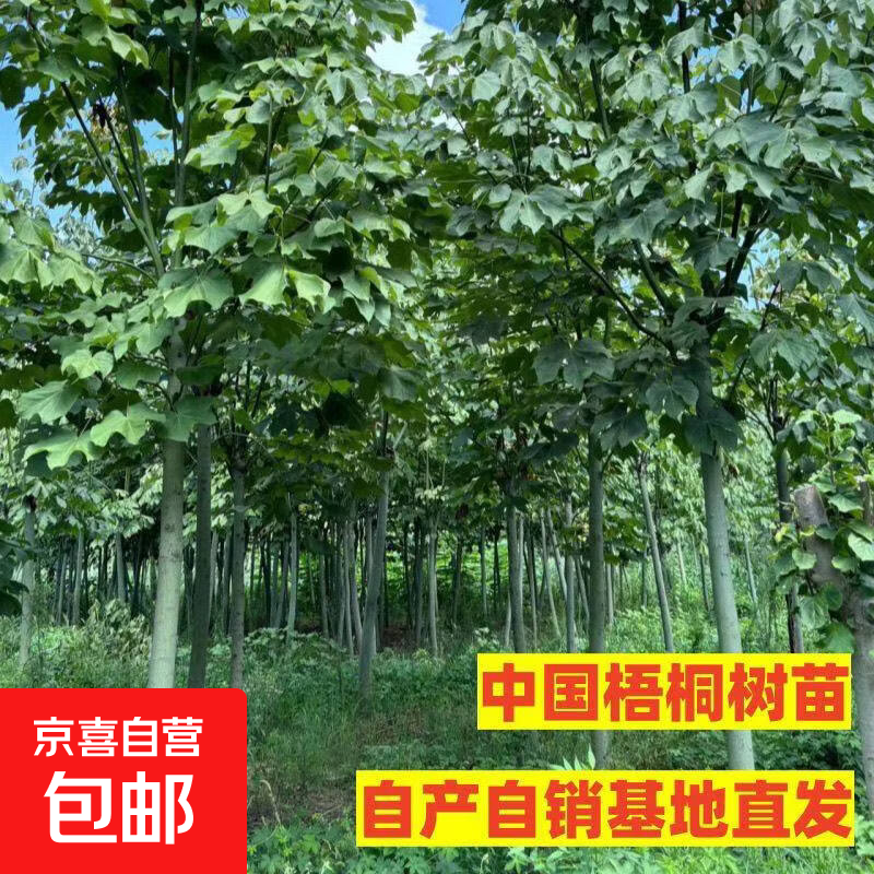 中国梧桐树树苗树梧桐树苗庭院别墅绿化风景树青桐树苗青皮梧桐树 4