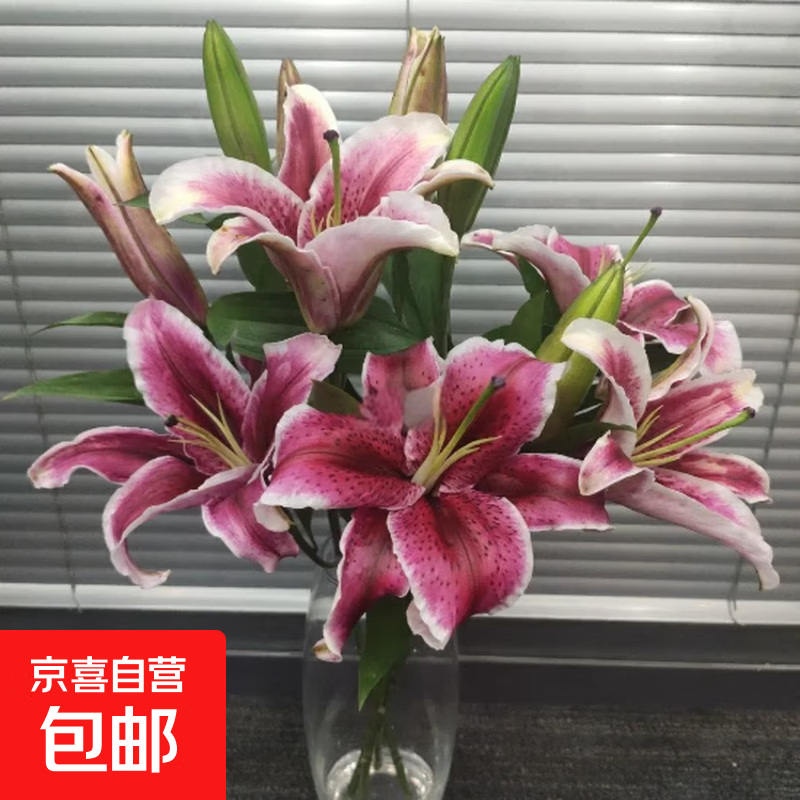 香水百合鲜花云南鲜花直发家用水养插花母亲节情人节礼物新年装饰 红色系百合9朵 优质百合